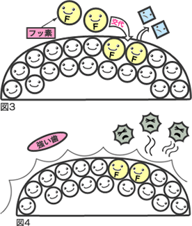 歯のエナメル質を強化します